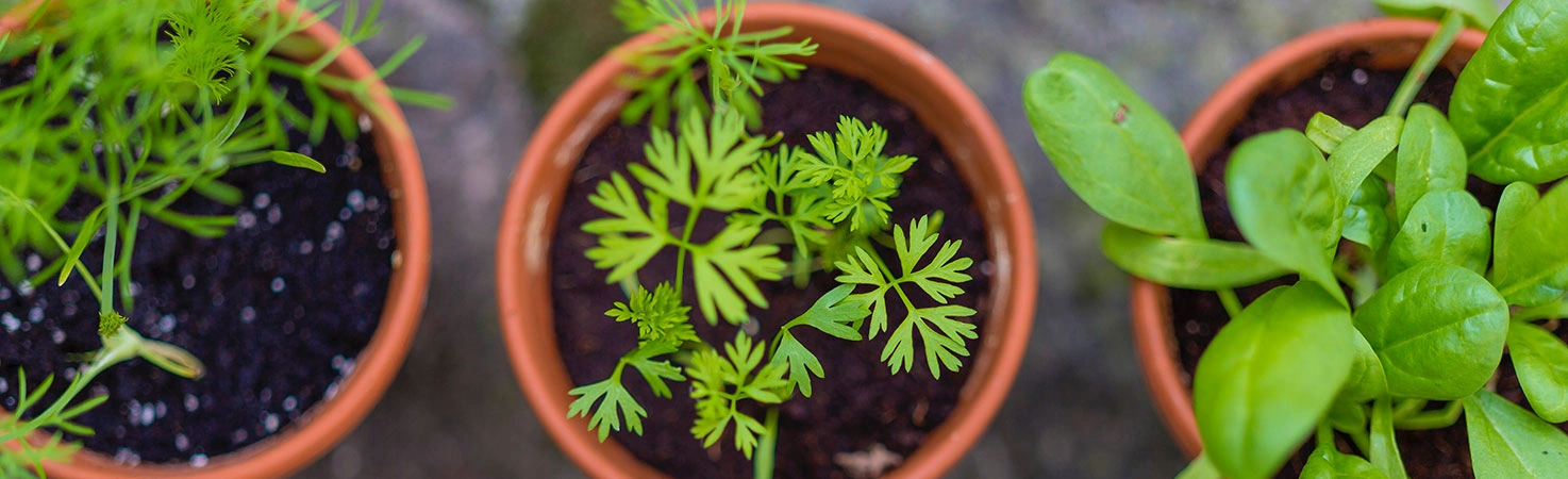 Cultiver un potager d'aromatiques dans une véranda