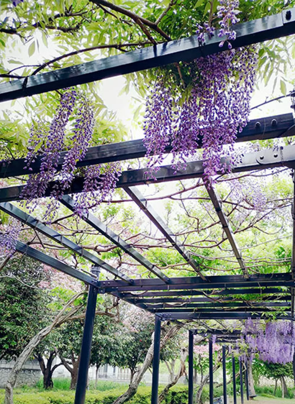 plantes ombre terrasse