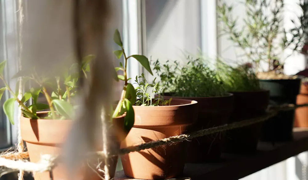 Comment cultiver des plantes aromatiques dans son intérieur ?