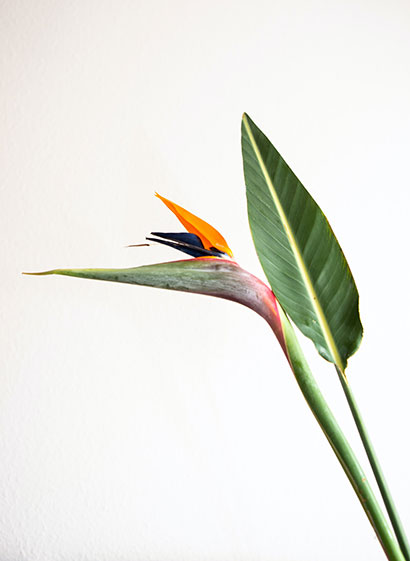 plante tropicale véranda